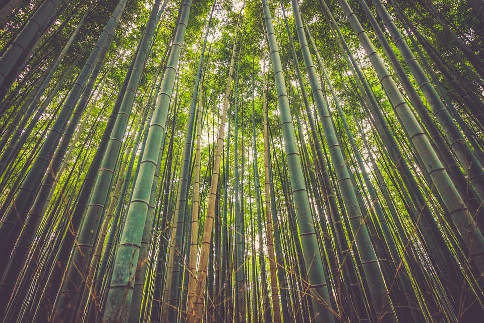 Bamboo: The Materal And The Industry